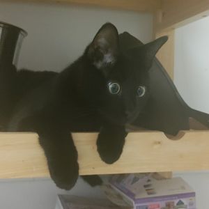 Meet your Posher, Thomas